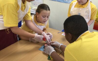 Dissecting a Heart