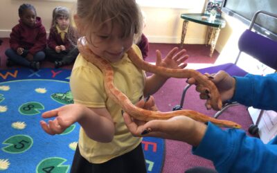 Animal Antics in Nursery