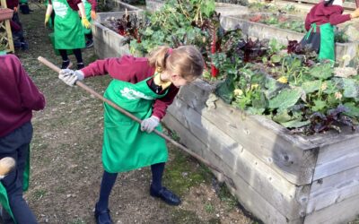 Year 4 Trip to the Allotment