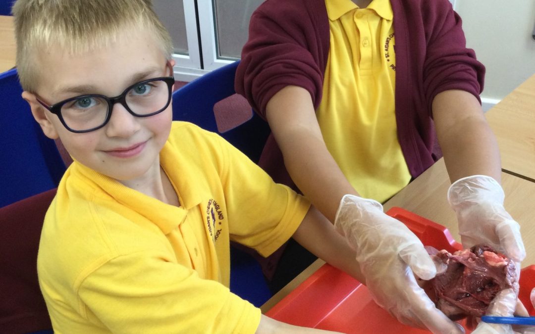 Science – How does blood get around our body?