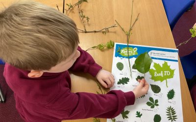 Year One: Identifying Trees
