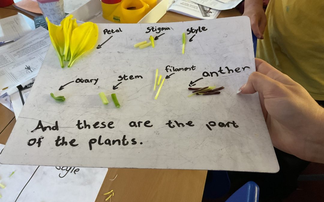 Flower Dissection in Year 5
