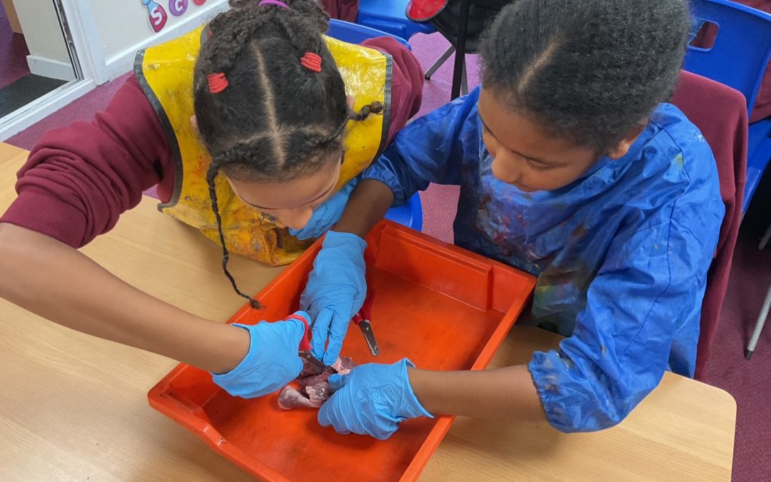 Science – How does blood get around our body?